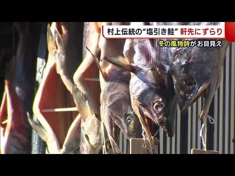 ¡Cerca de 100 piezas del famoso "salmón salado" de Murakami están alineadas frente al alero! Los estudiantes de primaria y secundaria también ayudan a transmitir las tradiciones [Niigata] (21/11/30 19:00)