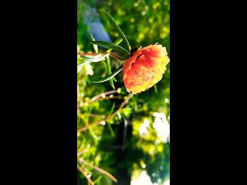 stress reliever || Beautiful timelapse of a blooming flower with the relaxing music.