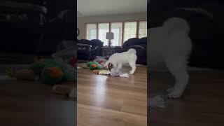 Video preview image #1 Chow Chow-Unknown Mix Puppy For Sale in Grafton, WI, USA