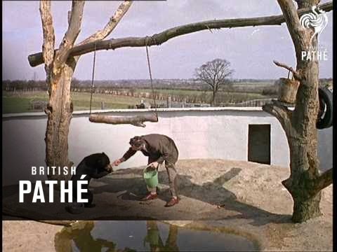 Out Takes / Cuts From Cp 548 - Cat's Accessories, Wild Life Park And Helicopter To Work (1965)