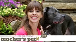 Choosing an Effective and Humane Collar | Teacher's Pet With Victoria Stilwell