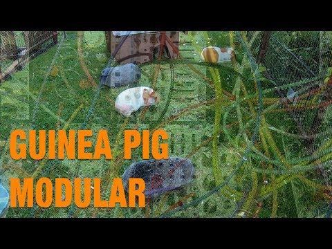 Guinea Pig Modular 01