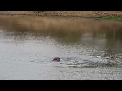 Djuma: Hippo sprays dung in water and then does a barrel roll - 17:24 - 10/15/2022