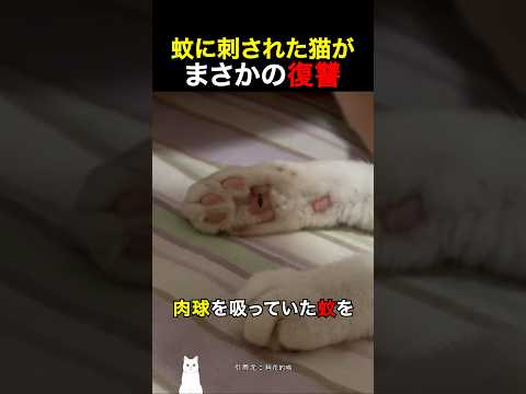 蚊に刺された猫がまさかの復讐
