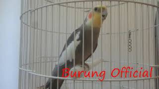 Download lagu Burung Falk Ngekek Panjang, Pancingan Parkit Australia Untuk Harian mp3 Download lagu Burung Falk Ngekek Panjang, Pancingan Parkit Australia Untuk Harian mp3