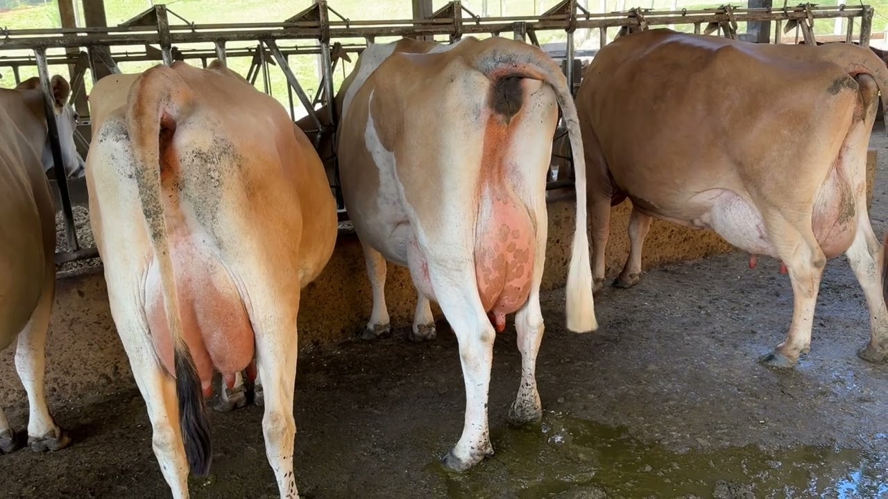 Vaca de 40L/dia baixou para 24L/dia ,veja o porque isso aconteceu!