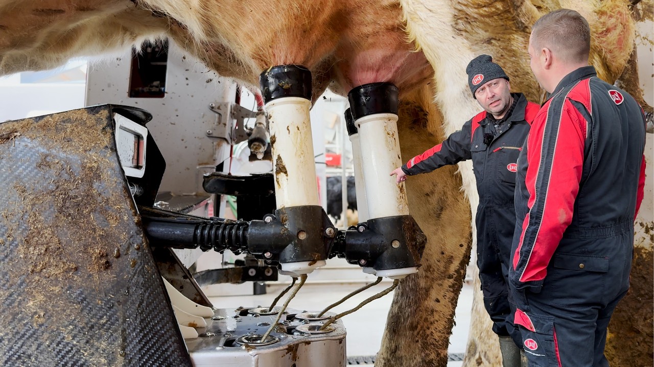 Lelys innovative sensorteknologi i fjøset