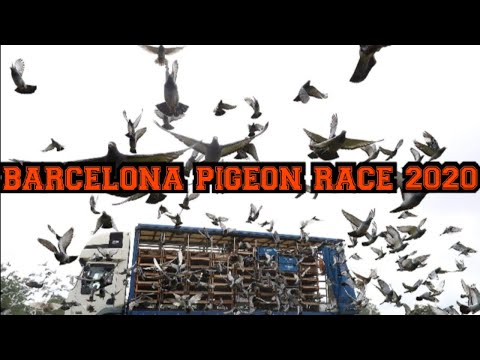 BARCELONA PIGEON RACE 2020