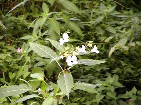 Weserbergland - Am Gelbbach in Hachmühlen