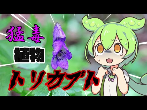 トリカブトについて詳しく解説