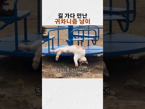 놀이터에서 혼자 노는(?) 고양이