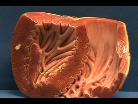 Heart Model II - Ventricles - Internal Anatomy