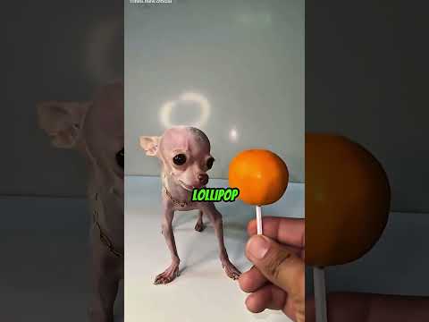 Este perro pesa solo 250 gramos 😳🐶