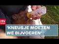 Slapen in een plaggenhut en knuffelen met dieren | Campinggasten | RTV Drenthe