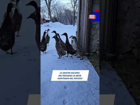 Le anatre escono dal rifugio ma vedono la neve e tornano indietro: il video virale | RDSnews