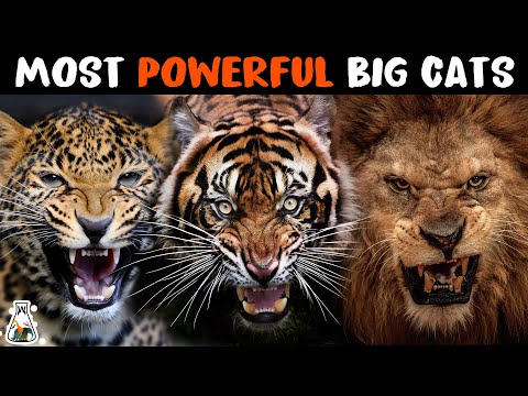 10 Most Powerful Wild Cats on Earth