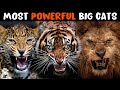 10 Most Powerful Wild Cats on Earth