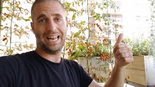 תוצאות ניסוי מצעי שתילה ותוספים לגידול ירקות ופרחים במרפסת - 95 ימים אחרי 10.5-15.8