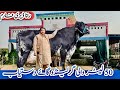 Rana Dairy Farm Biggest Gerlando Cows For Sale In Punjab