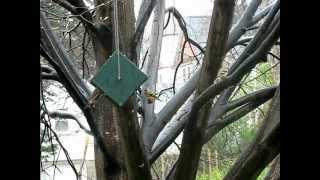 Rollerfeeder Rain Proof ~ Dry Seed ~ Squirrel Proof Bird Feeder