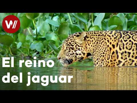 wocomoESPAÑOL and wocomoBRASIL