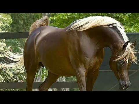 Arabian Horse videos compilation | #4 | 😉 2021. Try not to watch it till the end