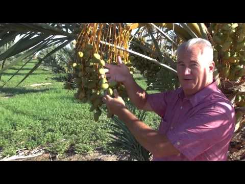 download lagu mp3 mp4 Medjool, download lagu Medjool gratis, unduh video klip Medjool