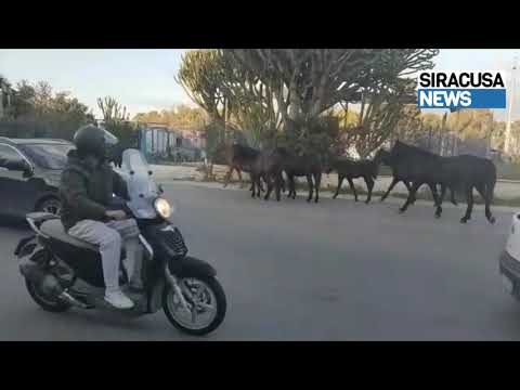Priolo Gargallo, cavalli camminano pericolosamente sulla ss114