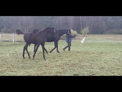 Vea Aurora ( Magic Magnifique x Venuss S) 2020 black filly