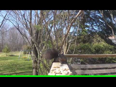 The Squirrel And The Camera