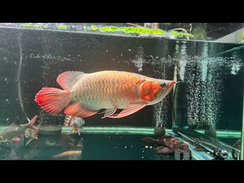 Cá huyết long kingshort body, đuôi càng siêu lồng lộn, kích thước cá 35cm. Giá hơn chục chai 1x.xxx🥰