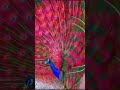 Mor Papeeha Koyal Bole Shorts Shortvideo Video Youtubeshorts