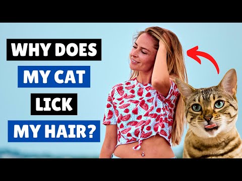 WHY Does My Cat LICK My HAIR? 🙀👅 Cat BEHAVIOR Explained