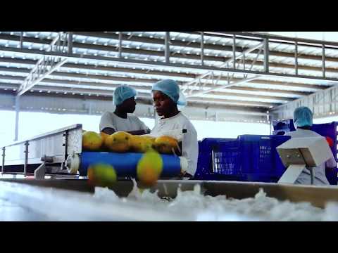 ELVEN AGRI PINEAPPLE AND MANGO PROCESSING LINE IN AFRICA