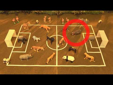 "Ania Quiz" Savannah