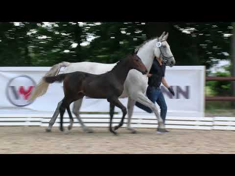 Kohnen, Conthargos-Calido I-Graf Grannus