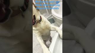 Wash your hands after touching these dirty animals