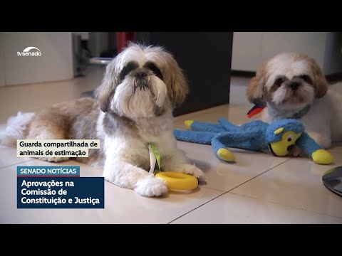 CCJ aprova guarda compartilhada de animais de estimação