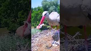 White stork eats baby bird #birds #wildlife