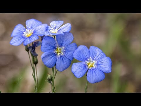 Hohenloher Freilandmuseum: Vom Flachs zum Tuch