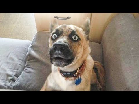 Funniest Animals 😻 Cats and 🐶 Dogs Awesome  Scared of Halloween Compilation ★ Funny Babies and Pets