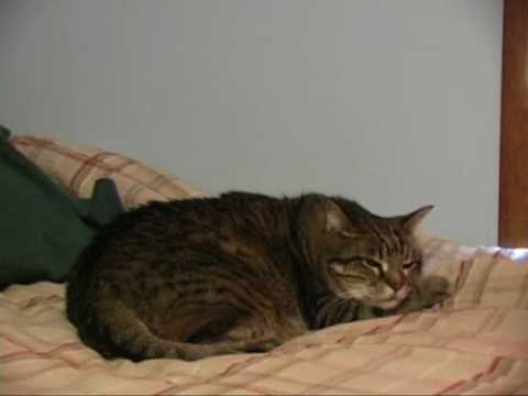 Kitty Mitty - A Short Film About Your Cat