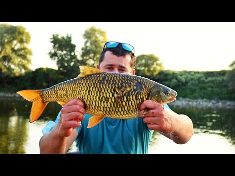 Pecanje bijele Savske ribe po niskom vodostaju