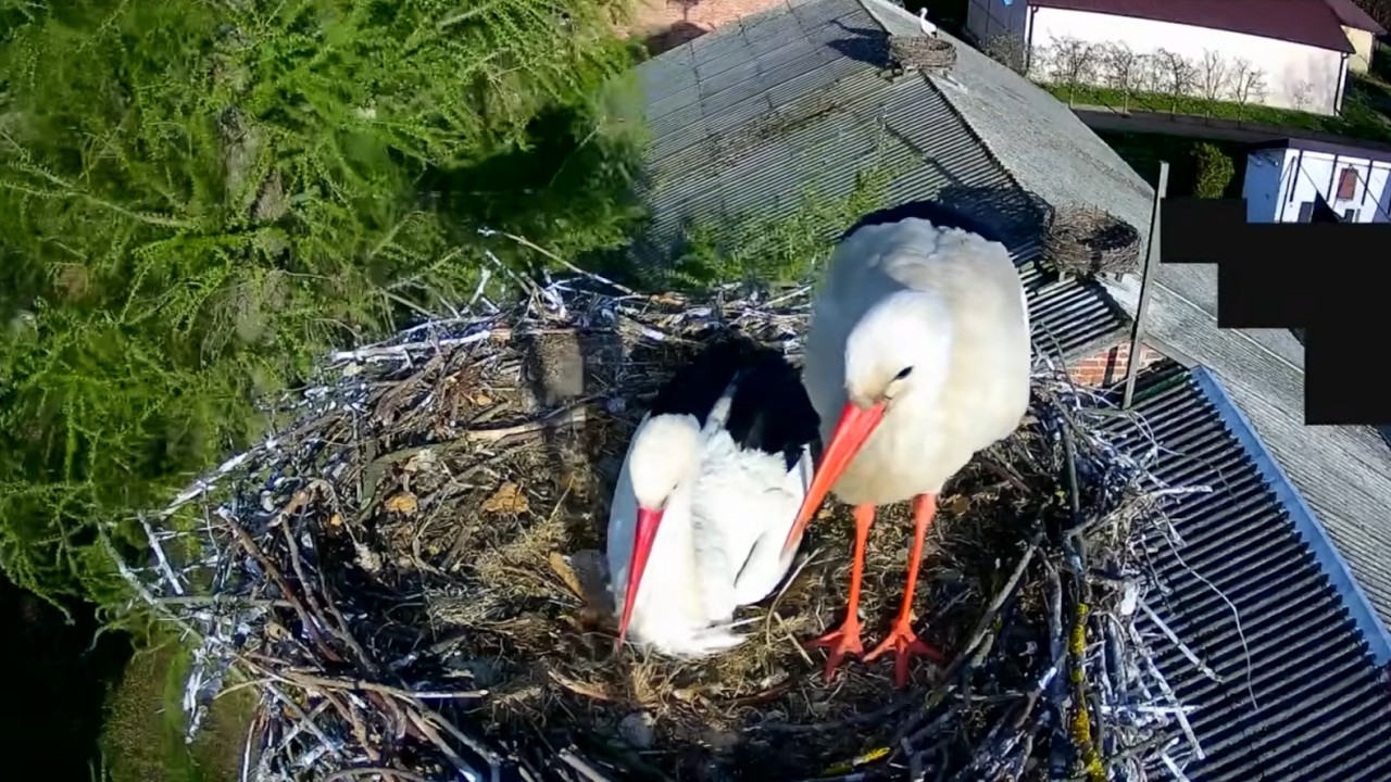 Live webcam view of Nido de Cigüeñas en Kozubszczyzna