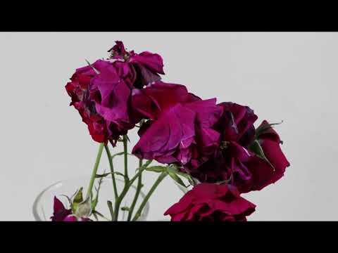 Pilar Rapela-21
