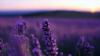 Sunlit Veil - Piano Relaxing