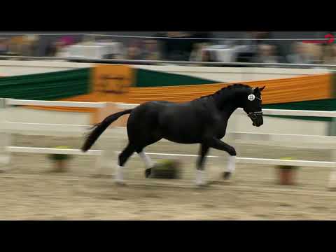 Gestüt Letter Berg Hengst Onyx, geb. 2018, Freilaufen auf der Körung in Neumünster 2020