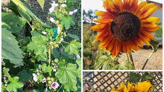 My Sunflowers and wildflowers in my backyard