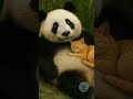 Sleeping Beauty Panda And Orange Cat