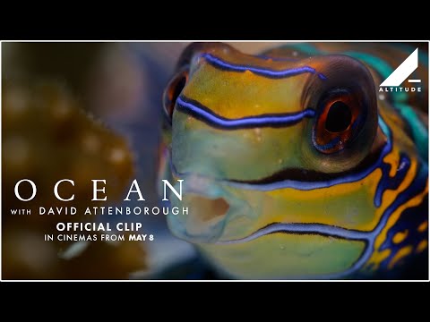 Thumbnail of the video: 'Variety Of Ocean Life' Clip